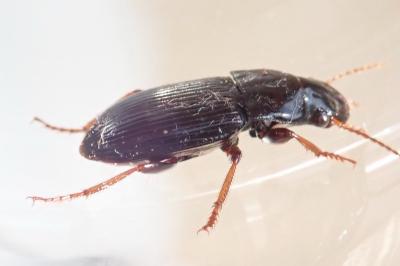 <i>Pterostichus</i>