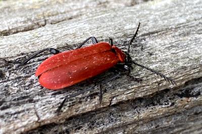 <i>Pyrochroa coccinea</i>