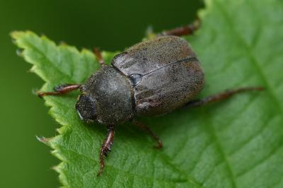 <i>Hoplia philanthus</i>
