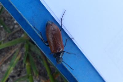 <i>Omophlus lepturoides</i>