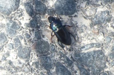 <i>Harpalus dimidiatus</i>