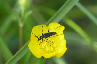 <i>Rutpela nigra</i>