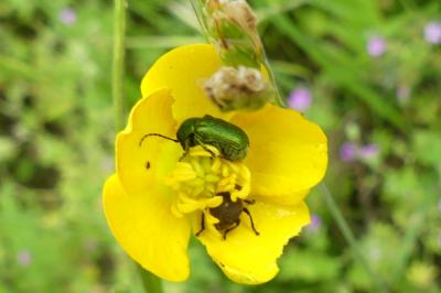 <i>Cryptocephalus</i>