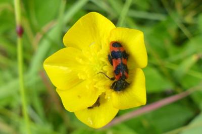 <i>Trichodes alvearius</i>