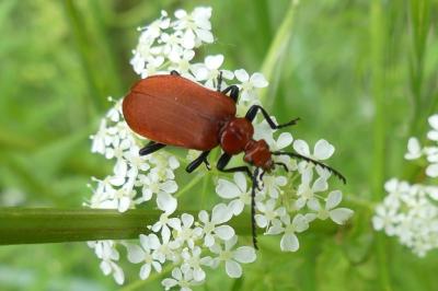 <i>Pyrochroa serraticornis</i>
