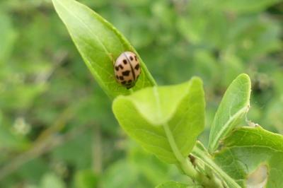 <i>Oenopia conglobata</i>
