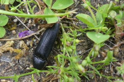 <i>Melanotus</i>