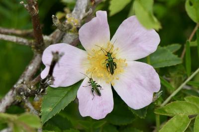 <i>Oedemera nobilis</i>