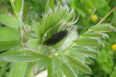 <i>Cidnopus pilosus</i>