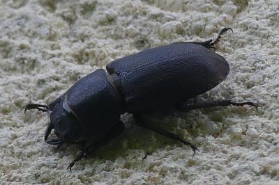 <i>Dorcus parallelipipedus</i>