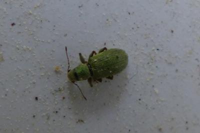 <i>Pachyrhinus lethierryi</i>