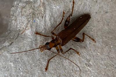 <i>Oedemera femoralis</i>