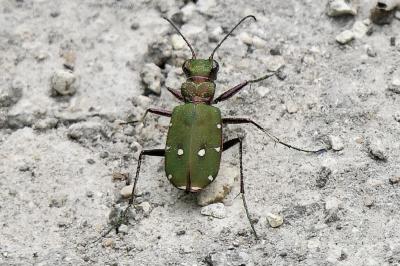 <i>Cicindela campestris</i>