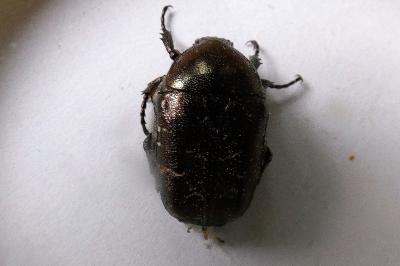 <i>Potosia cuprea</i>