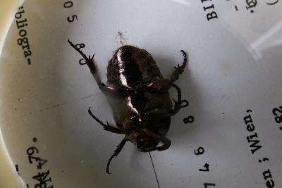 <i>Potosia cuprea</i>