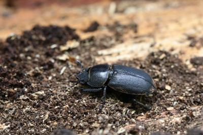 <i>Dorcus parallelipipedus</i>
