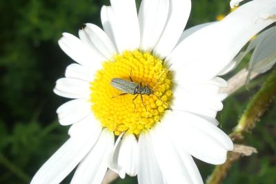 <i>Oedemera</i>