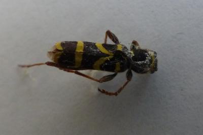 <i>Clytus arietis</i>