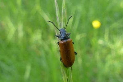<i>Omophlus lepturoides</i>