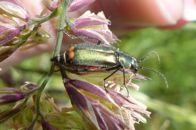 <i>Malachius bipustulatus</i>