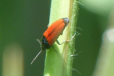 <i>Ampedus</i>
