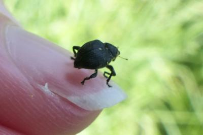 <i>Mononychus punctumalbum</i>