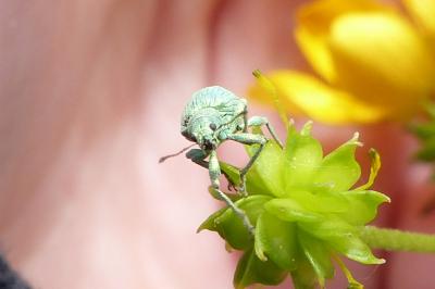 <i>Polydrusus planifrons</i>