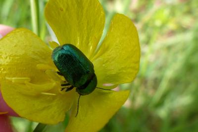 <i>Cryptocephalus</i>