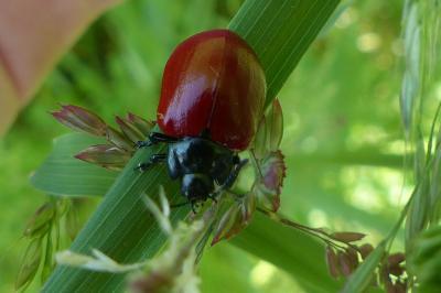 <i>Chrysomela populi</i>
