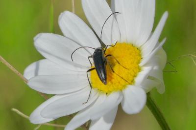 <i>Rutpela nigra</i>
