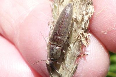 <i>Synaptus filiformis</i>