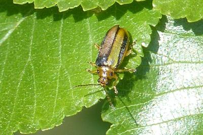 <i>Xanthogaleruca luteola</i>