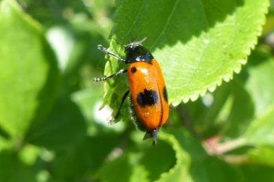 <i>Clytra laeviuscula</i>