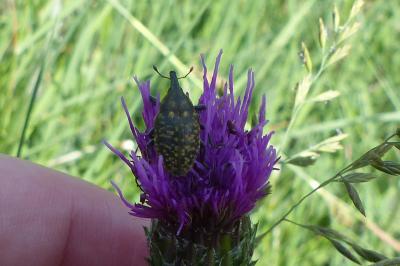 <i>Larinus turbinatus</i>