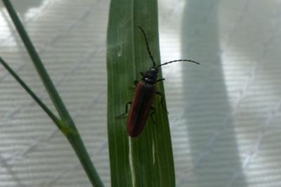<i>Omalisus fontisbellaquei</i>