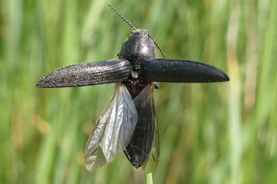 <i>Cidnopus pilosus</i>