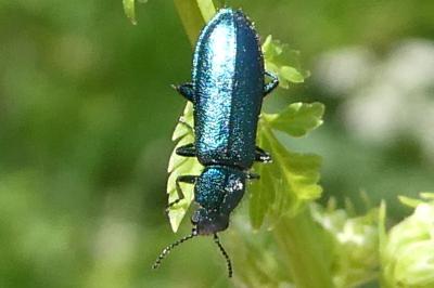 <i>Psilothrix viridicoerulea</i>