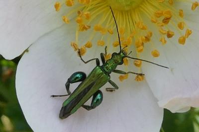 <i>Oedemera nobilis</i>