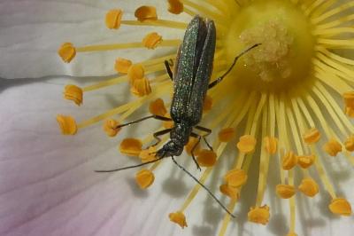 <i>Oedemera</i>