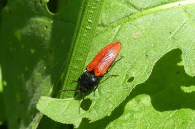<i>Ampedus</i>