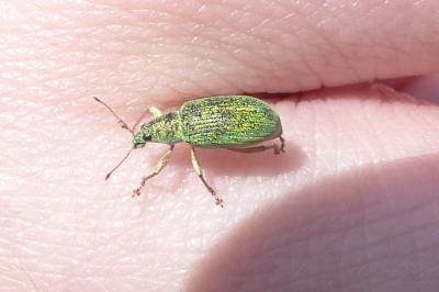 <i>Polydrusus formosus</i>
