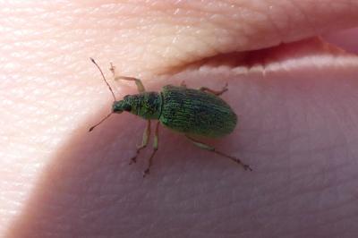 <i>Polydrusus formosus</i>