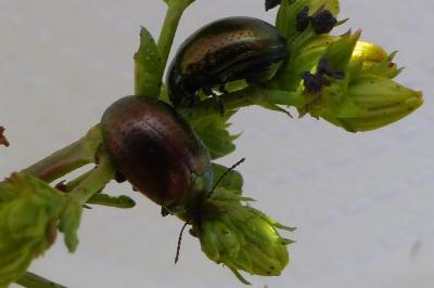 <i>Chrysolina hyperici</i>