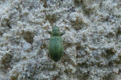 <i>Pachyrhinus lethierryi</i>