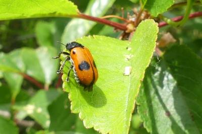 <i>Clytra laeviuscula</i>