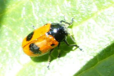 <i>Clytra laeviuscula</i>
