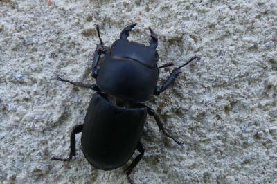 <i>Dorcus parallelipipedus</i>