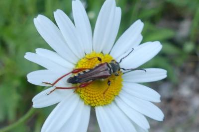 <i>Stenopterus rufus</i>