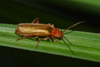<i>Cantharis livida</i>