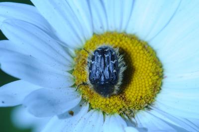 <i>Tropinota hirta</i>
